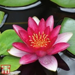 Water Lily Trio With A Pond Basket -Perfect Greenery water red4