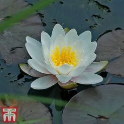 Water Lily White With A Pond Basket -Perfect Greenery water white22