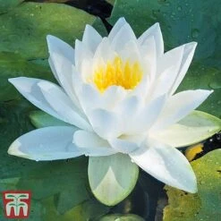 Water Lily White With A Pond Basket -Perfect Greenery water white3