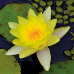 Water Lily Yellow With A Pond Basket 11 Water Lily Yellow With A Pond Basket -Perfect Greenery water yellow NOW1