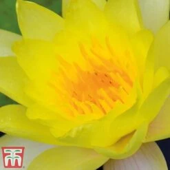 Water Lily Yellow With A Pond Basket 10 Water Lily Yellow With A Pond Basket -Perfect Greenery water yellow21