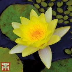 Water Lily Trio With A Pond Basket -Perfect Greenery water yellow3