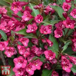 Weigela 'Towers Of Flowers'® Duo -Perfect Greenery weig ch2