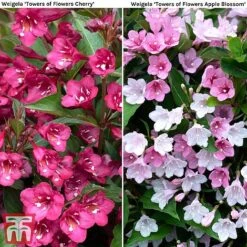Weigela 'Towers Of Flowers'® Duo -Perfect Greenery weig duo