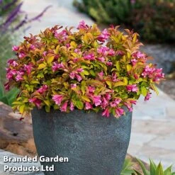 Weigela 'Magic Carpet' -Perfect Greenery weigela1
