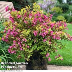 Weigela 'Magic Carpet' -Perfect Greenery weigela2