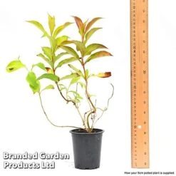 Weigela 'Magic Carpet' -Perfect Greenery weigela6