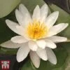Water Lily White With A Pond Basket -Perfect Greenery white5
