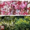 Winter Shrub Collection -Perfect Greenery winter shrub coll