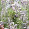 Wisteria Sinensis 'Prolific' -Perfect Greenery wist