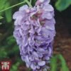 Wisteria Sinensis 'Amethyst' -Perfect Greenery wist ame
