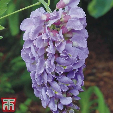 Wisteria Sinensis 'Amethyst' 3 Wisteria Sinensis 'Amethyst'