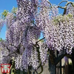 Wisteria Sinensis 'Prolific' -Perfect Greenery wist2