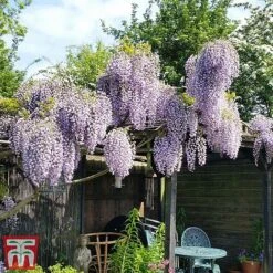 Wisteria Sinensis 'Prolific' -Perfect Greenery wist3