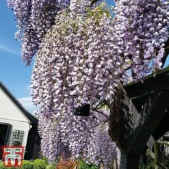 Wisteria Sinensis 'Prolific' -Perfect Greenery wist4
