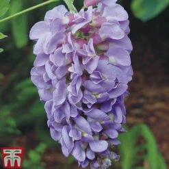 Wisteria Frutescens 'Amethyst Falls' 5 Wisteria Frutescens 'Amethyst Falls' -Perfect Greenery wisteria amethyst 2