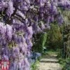 Wisteria Frutescens 'Amethyst Falls' -Perfect Greenery wisteria amethyst main