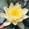 Water Lily Yellow With A Pond Basket -Perfect Greenery yellow6