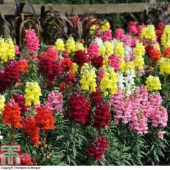 Nurseryman's Choice Summer Annual Plants -Perfect Greenery z ANTI 92236 A