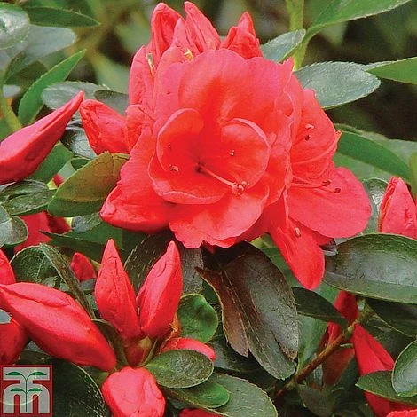 Azalea 'Dwarf Collection' 4 Azalea 'Dwarf Collection' - Image 2
