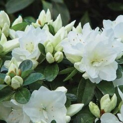 Azalea 'Dwarf Collection' 9 Azalea 'Dwarf Collection' -Perfect Greenery z AZAL T51899 A h
