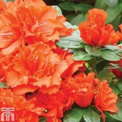 Azalea 'Dwarf Collection' 11 Azalea 'Dwarf Collection' -Perfect Greenery z AZAL T51901 A h