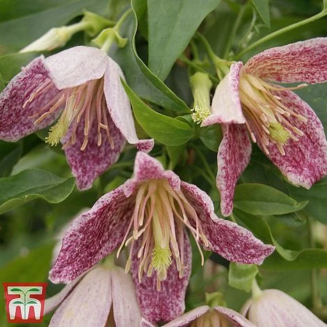 Clematis Duo Collection 4 Clematis Duo Collection - Image 2