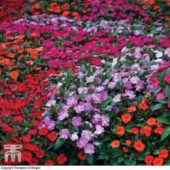 Nurseryman's Choice Summer Annual Plants -Perfect Greenery z BUSY P94608 A1