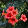 Campsis Radicans 'Flamenco' -Perfect Greenery z CAMP T79038 A