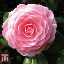 Camellia 'Blooming Wonder' Trio -Perfect Greenery z Camellia Blooming Wonder Pink