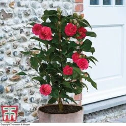 Camellia 'Blooming Wonder' Trio -Perfect Greenery z Camellia Blooming Wonder Red