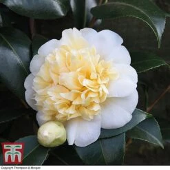 Camellia 'Blooming Wonder' Trio -Perfect Greenery z Camellia Blooming Wonder White