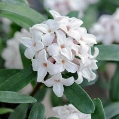 Daphne Fragrance Duo -Perfect Greenery z DAPH P93935 B h31