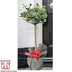 Holly 'Golden King' (Standard Tree) -Perfect Greenery z HOLL TG60206 C