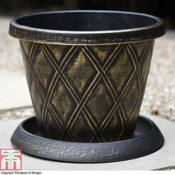 Buddleja 'Butterfly Towers' -Perfect Greenery z PATI T56850P A37