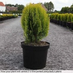 Platycladus Orientalis 'Aurea Nana' -Perfect Greenery z PLAT T74282 B h