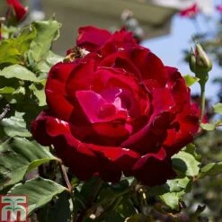 Rose 'Breeder's Choice Collection' (Hybrid Tea Rose) -Perfect Greenery z ROSE T59107 A h