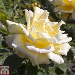 Rose 'Breeder's Choice Collection' (Hybrid Tea Rose) -Perfect Greenery z ROSE T59108 A h