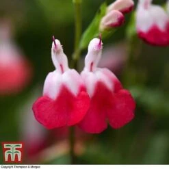 Salvia 'Hot Lips' -Perfect Greenery z SALV T51410 C1