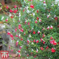 Salvia 'Hot Lips' -Perfect Greenery z SALV T51410 E