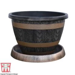 Verbena Bonariensis 'Royal Dreams' 12 Verbena Bonariensis 'Royal Dreams' -Perfect Greenery z WOOD KA8437 A4