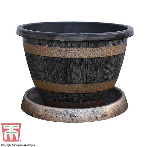 Verbena Bonariensis 'Royal Dreams' 7 Verbena Bonariensis 'Royal Dreams' - Image 5