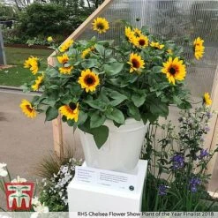 Perfect Greenery -Perfect Greenery z sunPOTY3