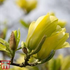 Magnolia X Brooklynensis 'Yellow Bird' -Perfect Greenery z yellow11