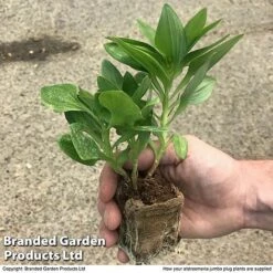 Alstroemeria 'Tree Everest Mix' -Perfect Greenery zalstro jumbo size11